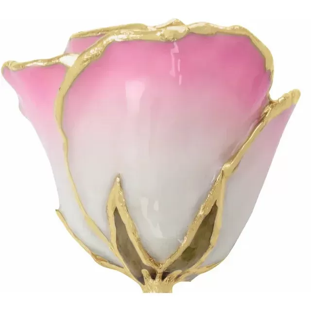 Laquered Rose - Cream Pink with Gold Trim