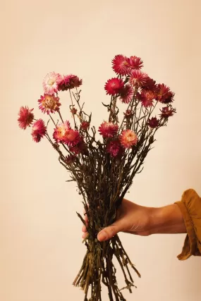 Pink Strawflower